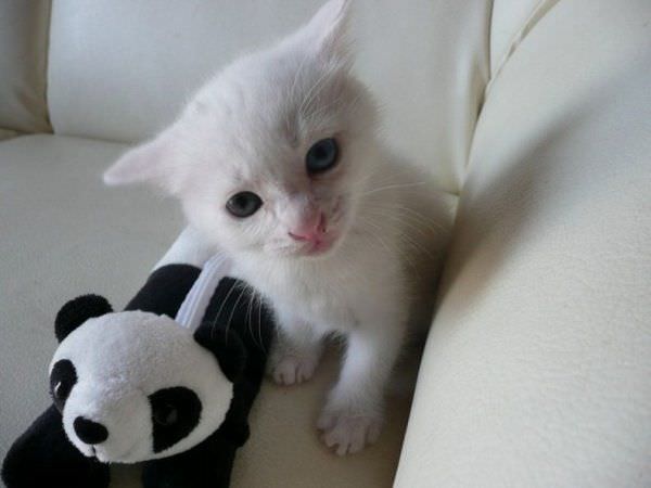 Super Cute White Cat