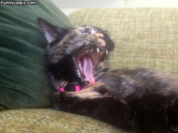 Super Duper Yawn