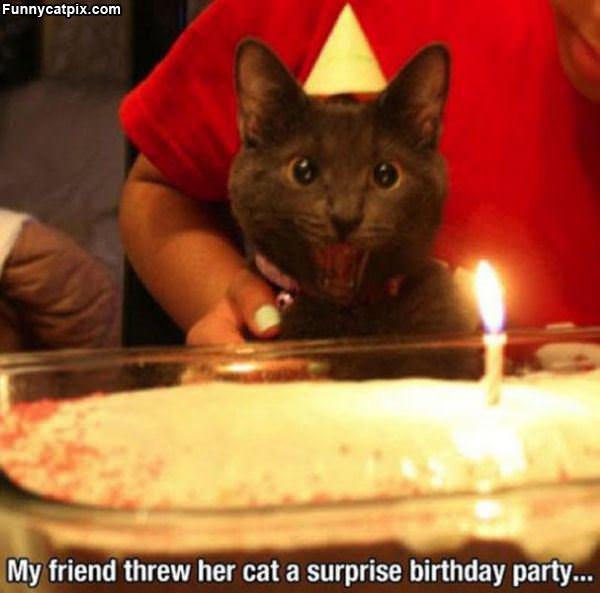 Surprise Birthday Party