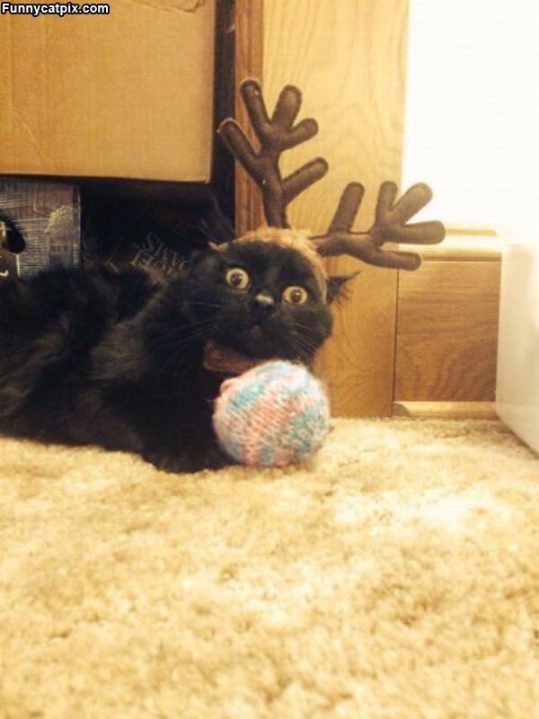 Surprised Reindeer