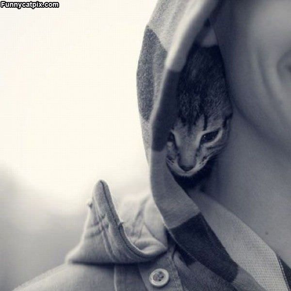 Sweatshirt Kitten