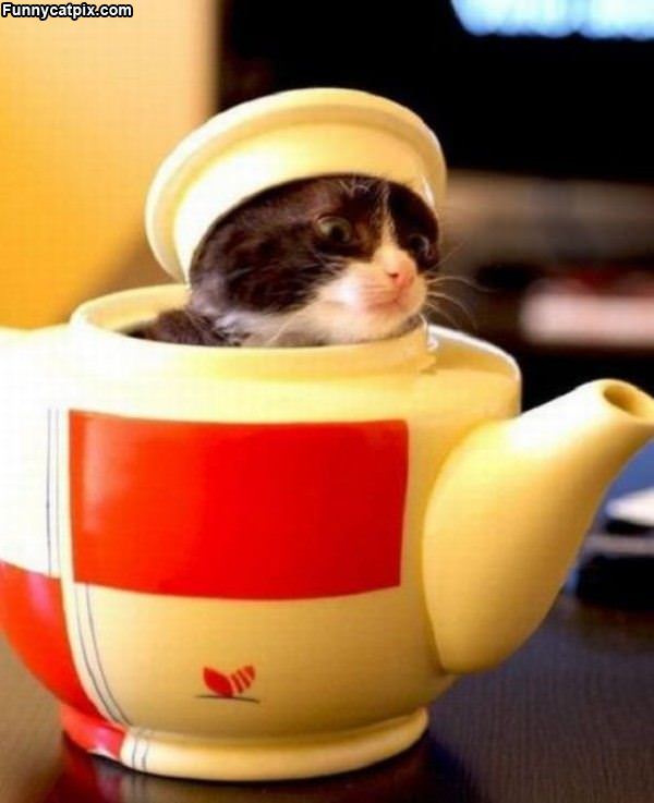 Tea Pot Cat