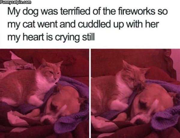 Terrified Of Fireworks
