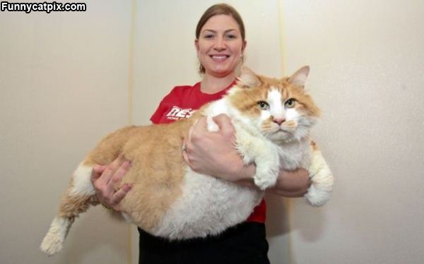 That Is A Big Fat Cat