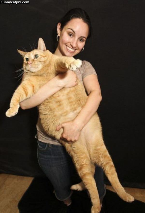 That Is A Big Fat Cat
