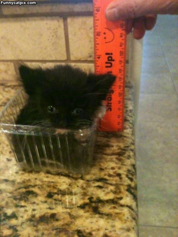 That Is A Super Tiny Kitten