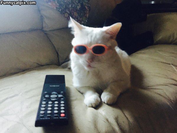 That Is One Cool Cat