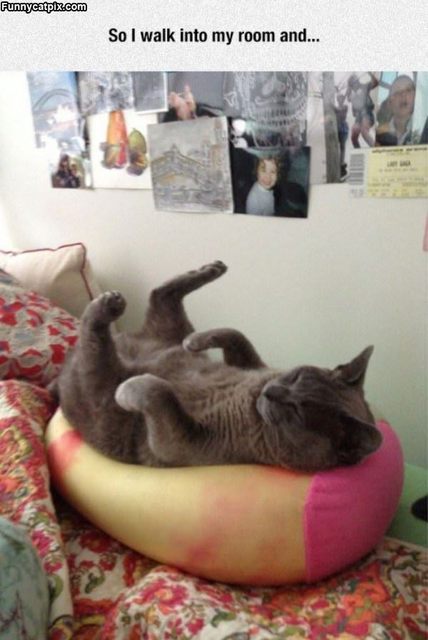 That Is One Relaxed Cat