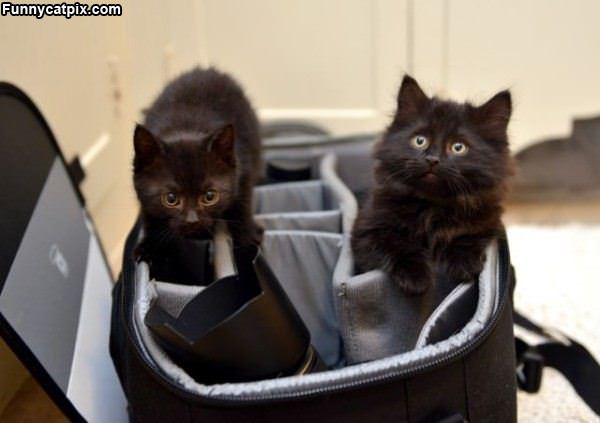 The Bag Cats