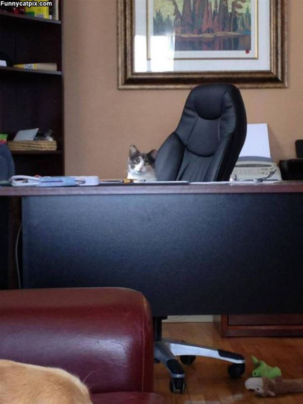 The Boss Cat