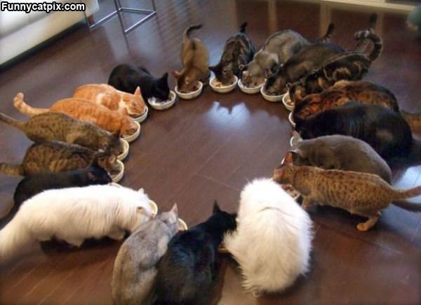 The Cat Army Eating