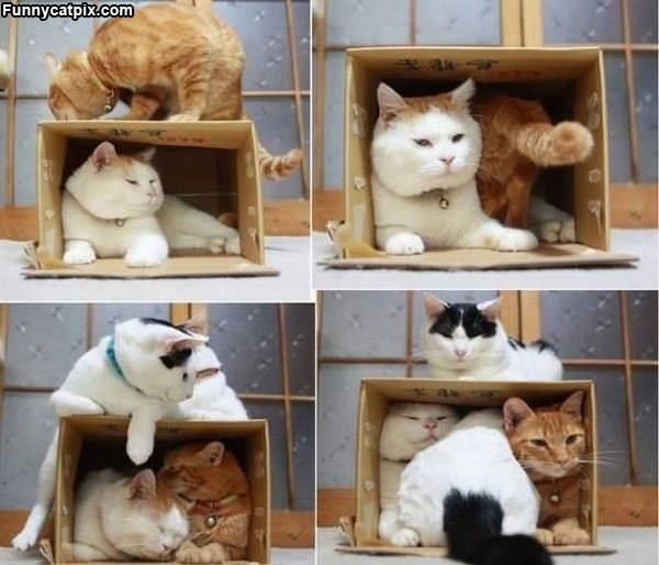 The Cat Boxes