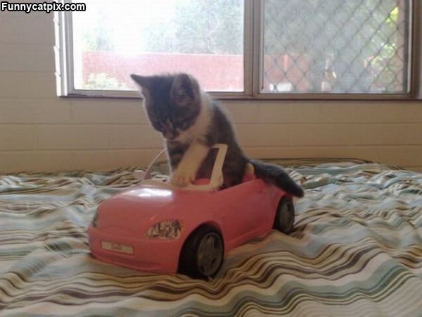 The Cat Car