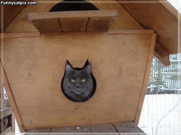 The Cat House