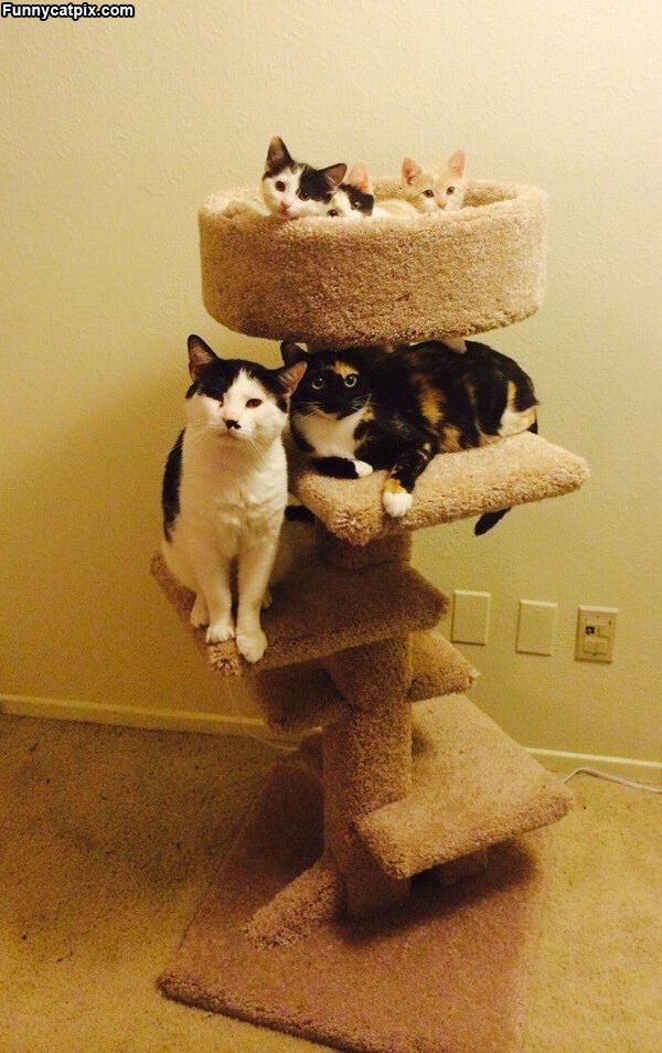 The Cat Tower