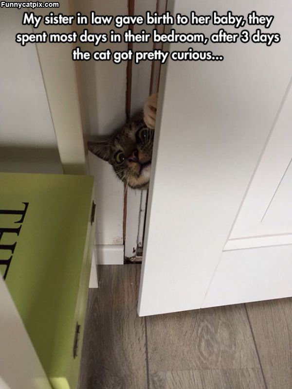 The Curious Cat