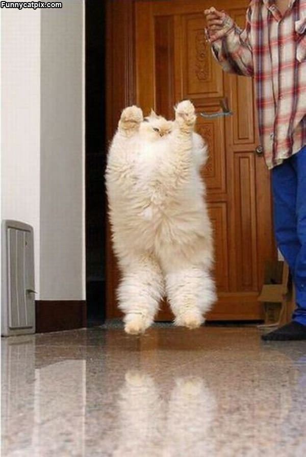 The Fluffy Jumping Cat