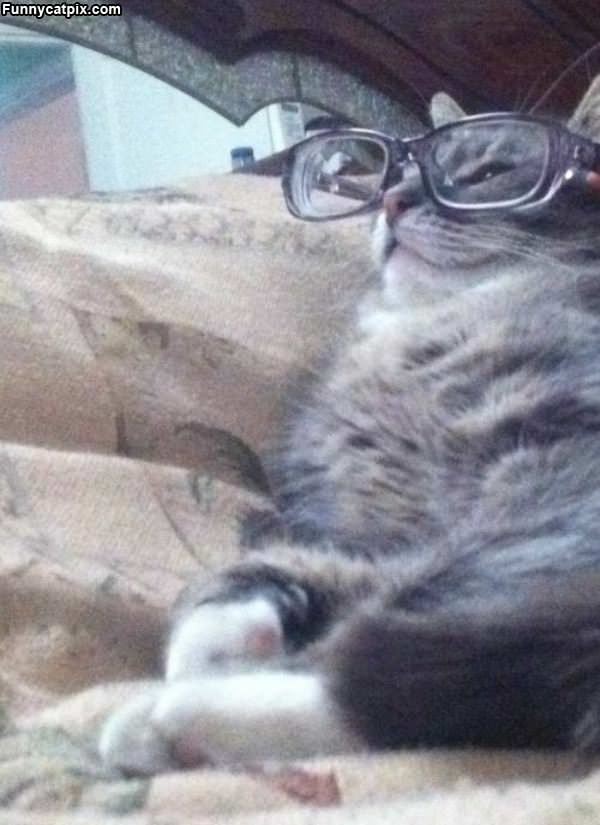 The Hipster Cat
