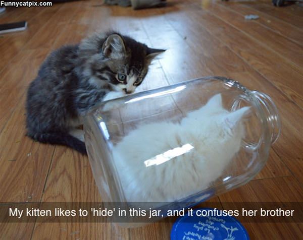 The Jar Cat