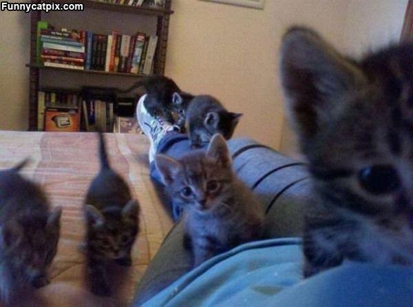 The Kitten Army Is Here