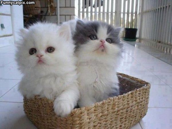 The Kitten Basket