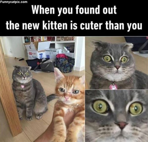The New Kitten Is Cuter