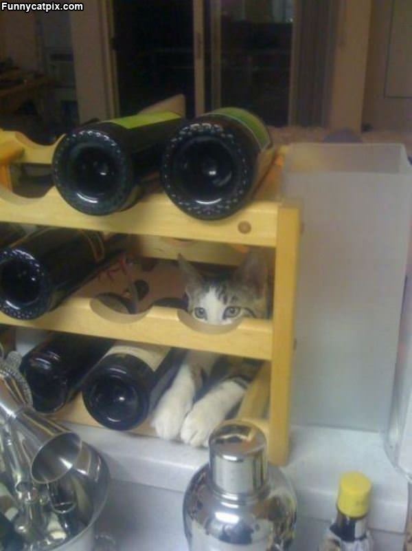 The Wine Cat