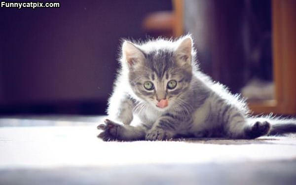 The Yoga Kitten