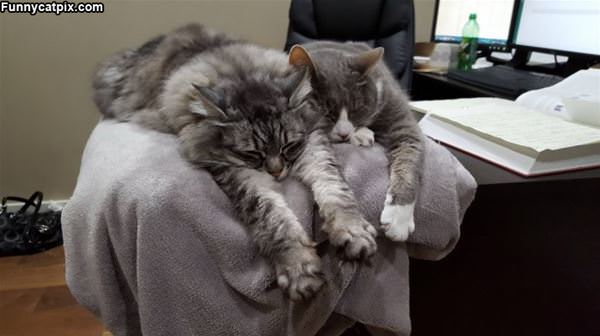 These Cats Love Relaxing