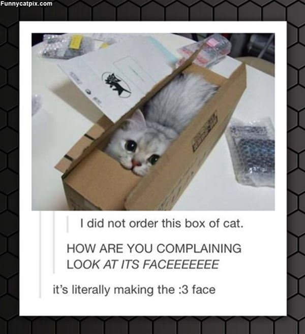 This Box Of Cat