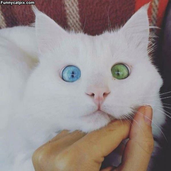 This Cat Has Awesome Eyes