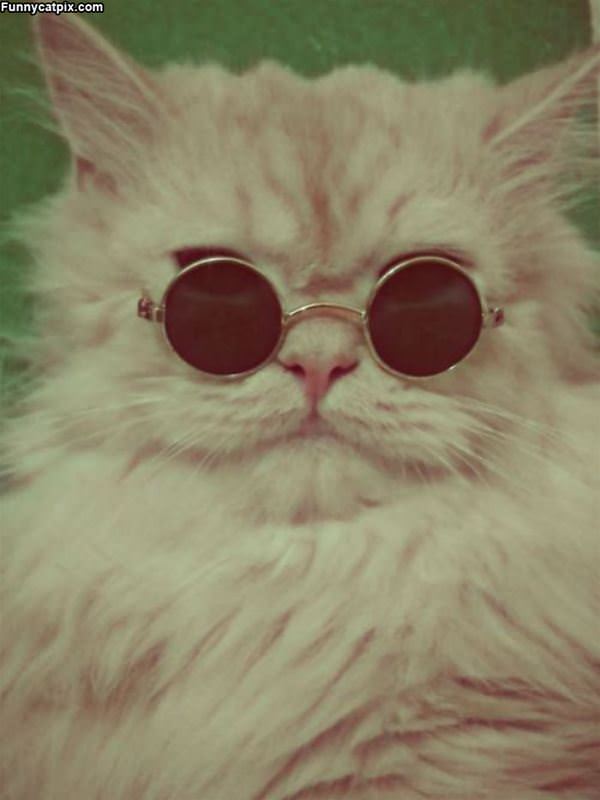 This Cat Has Awesome Glasses