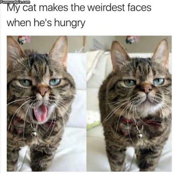 This Cat Makes The Weirdest Faces