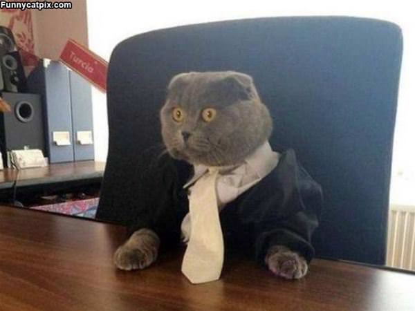 This Cat Means Business