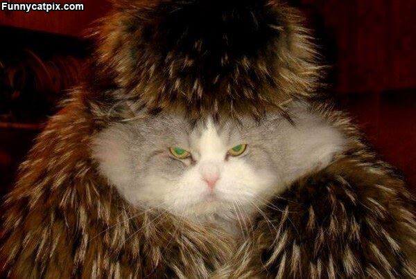 This Cat Is Ready For Winter