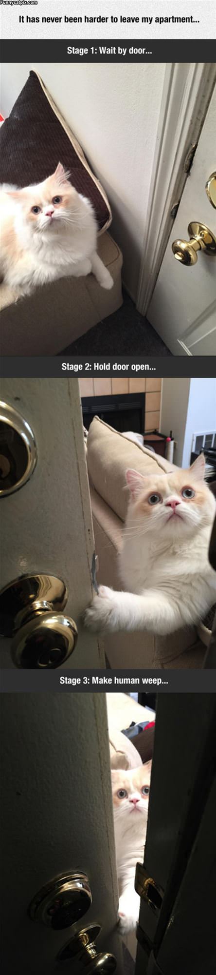 This Cat Opening A Door