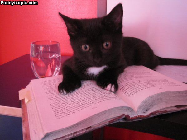 This Cat Reading A Book