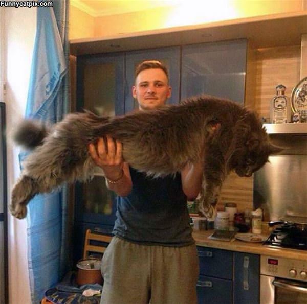 This Is A Very Big Cat