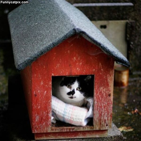 This Is My Cat House