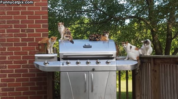 This Is Our Grill Now