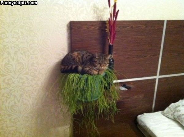 This Plant Is Comfy