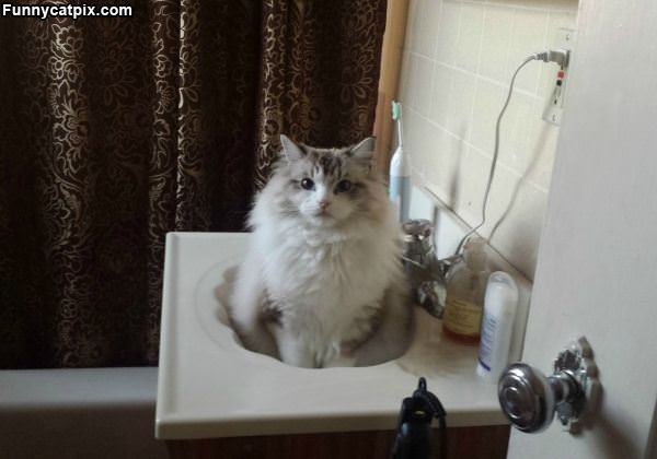 This Sink Is Mine Now