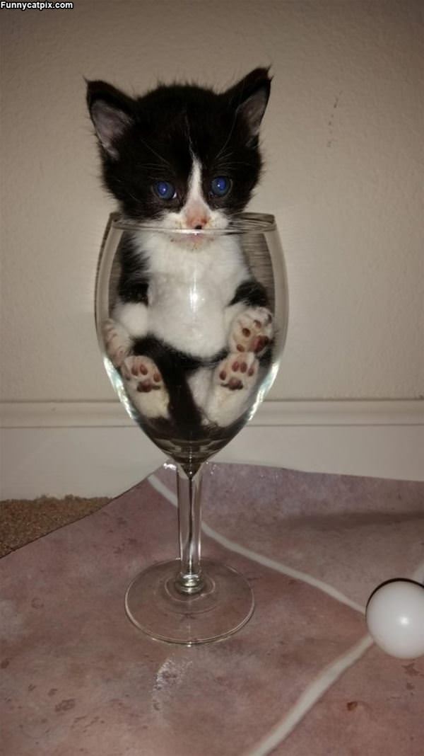 Tiny Glass Of Kitten