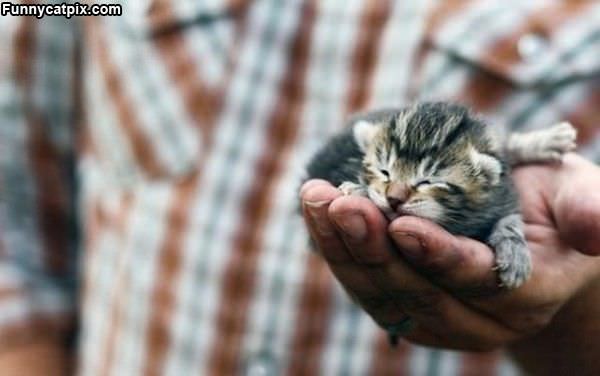 Tiny Kitten Is Tiny