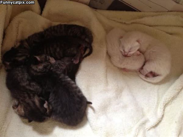 Tiny Sleeping Kitties
