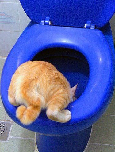 Toilet Cat