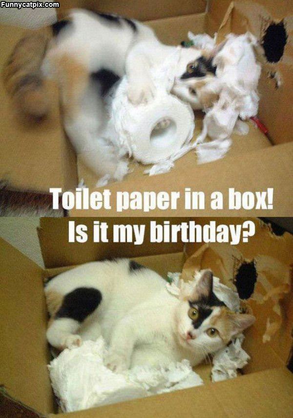 Toilet Paper And A Box