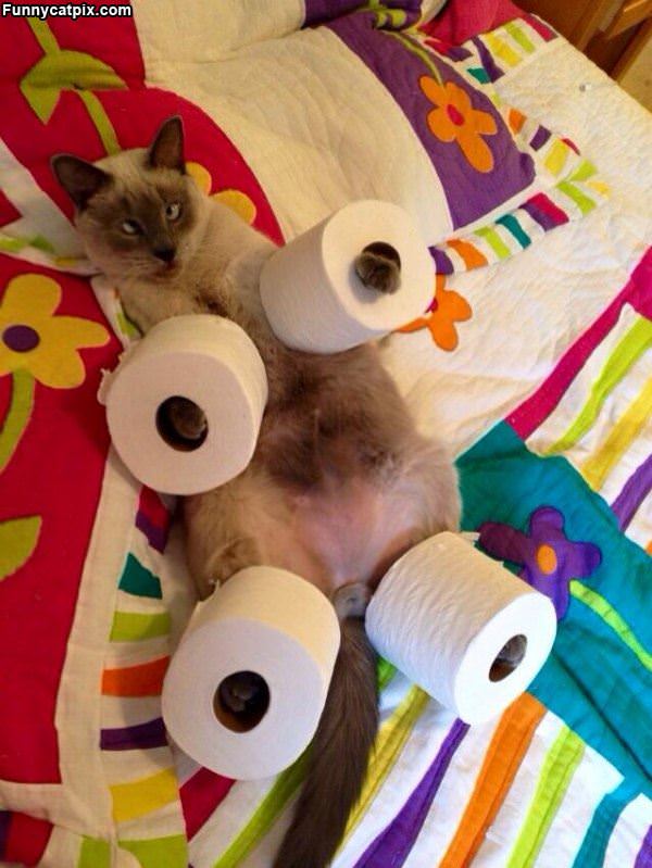 Toilet Paper Cat