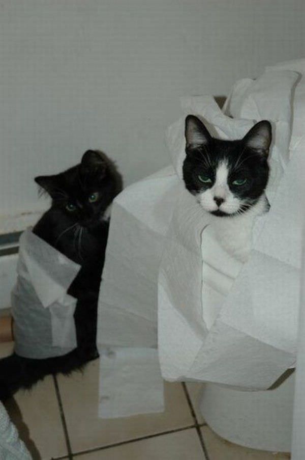 Toilet Paper Catsd