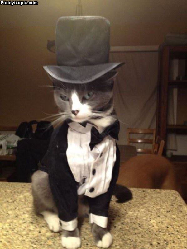 Top Hat Cat